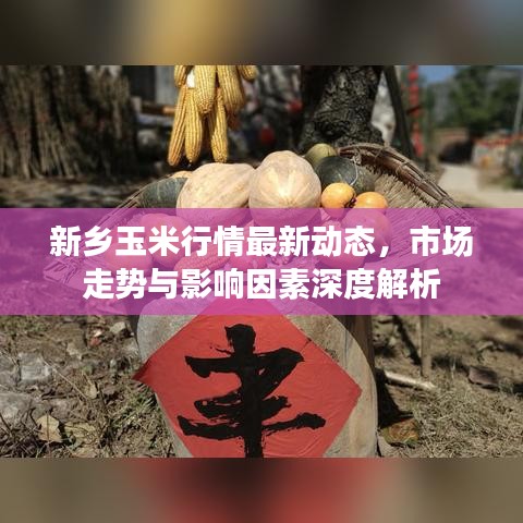新乡玉米行情最新动态，市场走势与影响因素深度解析