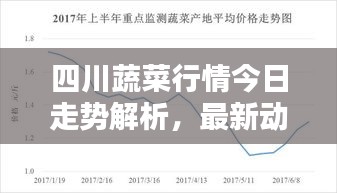 四川蔬菜行情今日走势解析，最新动态与预测