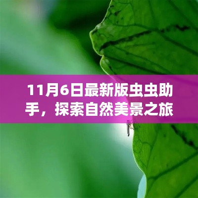 最新虫虫助手带你探索自然美景，与内心的宁静相遇在宁静的秋日时光