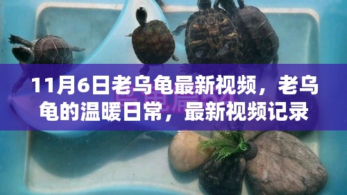 老乌龟的温暖日常，最新视频记录美好时光