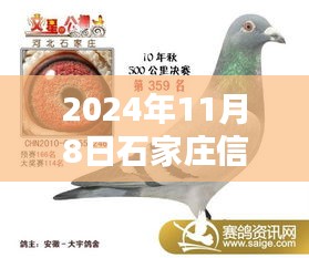 石家庄信鸽最新公告引领新时代信鸽运动发展（2024年）