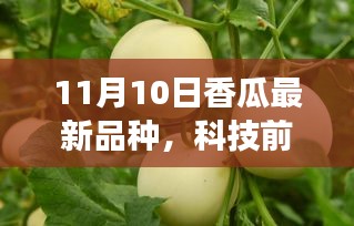 揭秘最新科技前沿香瓜品种，未来生活因你而变，11月10日全新上市