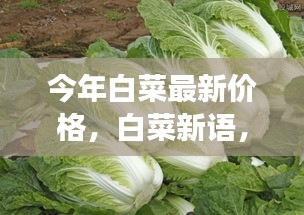 今年白菜最新价格揭秘，白菜背后的温情友情日常故事