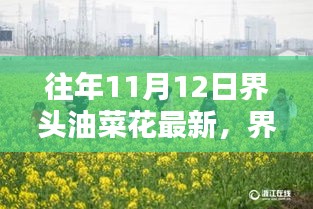 界头镇奇迹再现，油菜花盛开如春，美景令人陶醉！往年11月12日最新报道。