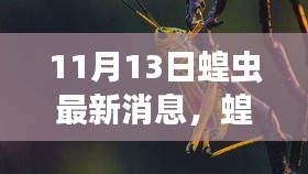 蝗虫来袭引发家庭狂欢节，最新动态与影响