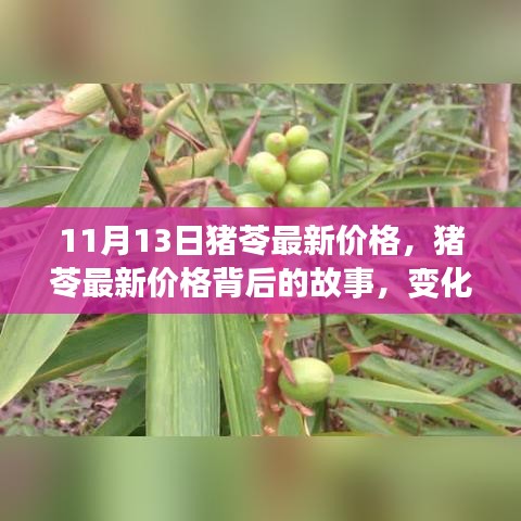 猪苓最新价格揭秘，变化背后的故事，学习自信的力量展现的力量