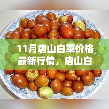 唐山白菜最新行情分析，市场走势下的多元观点探讨