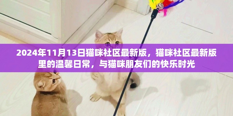 猫咪社区最新版，记录温馨日常与猫咪朋友的快乐时光