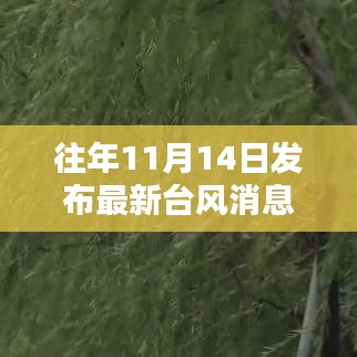 台风最新动态及科学应对台风天气的策略