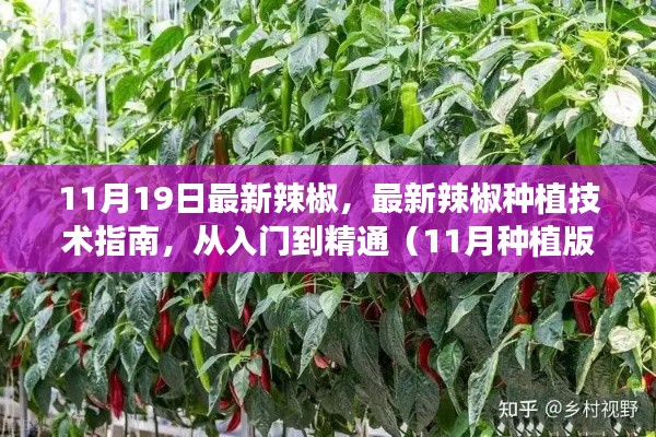 最新辣椒种植技术指南，从入门到精通（11月种植版）