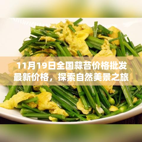 11月19日全国蒜苔价格背后的宁静力量，探索自然美景与最新批发动态