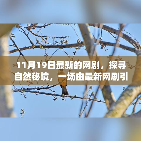 最新网剧引领探寻自然秘境的心灵之旅，启程开启神秘之旅！