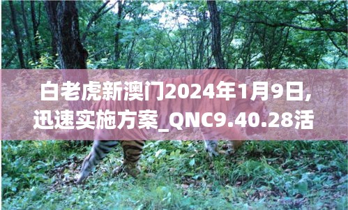 白老虎新澳门2024年1月9日,迅速实施方案_QNC9.40.28活力版