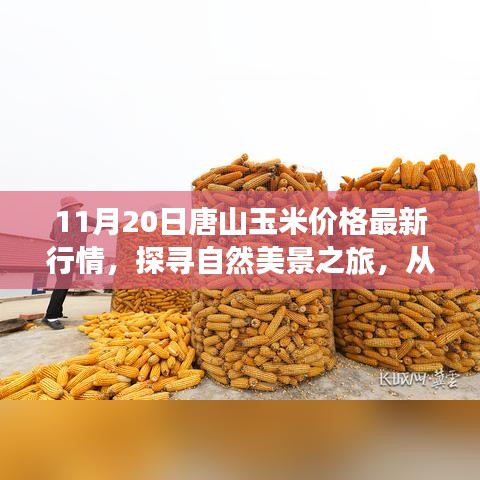 唐山玉米价格与探寻自然美景的双重探索，最新行情与心灵深处的宁静胜地