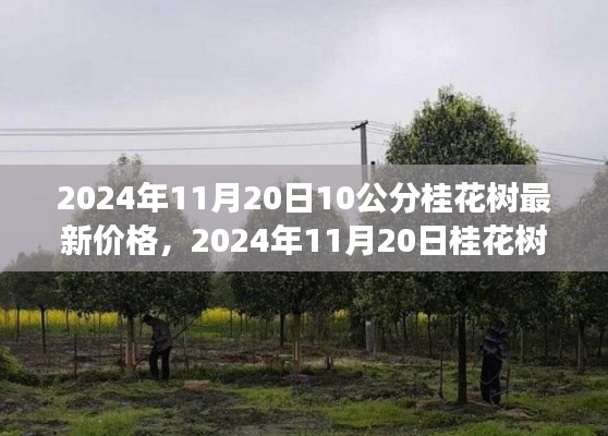 澳朗口腔医疗团队 第440页