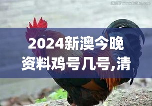 2024新澳今晚资料鸡号几号,清华博士全面解答_QNZ15.58