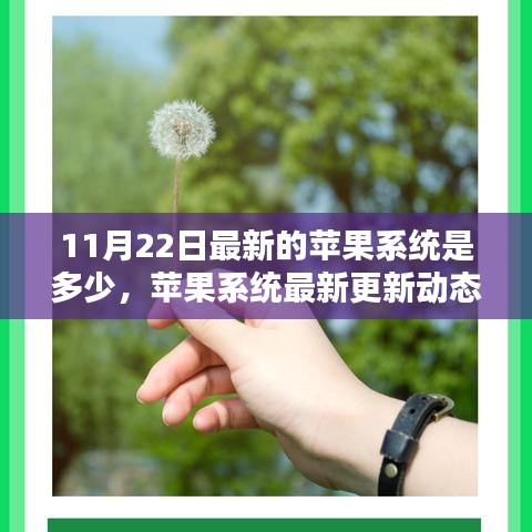 苹果系统最新更新动态解析，聚焦11月22日的系统更新版本及更新内容