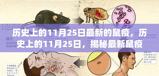 历史上的11月25日鼠疫演变与影响揭秘，小红书带你深入了解