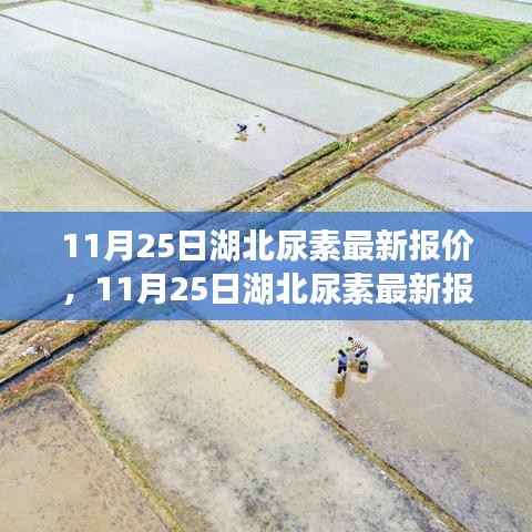 11月25日湖北尿素最新报价，变化中的学习助力自信与梦想实现