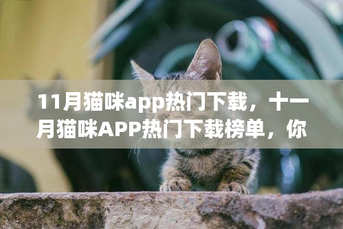 十一月猫咪APP热门下载榜单，养猫神器一网打尽