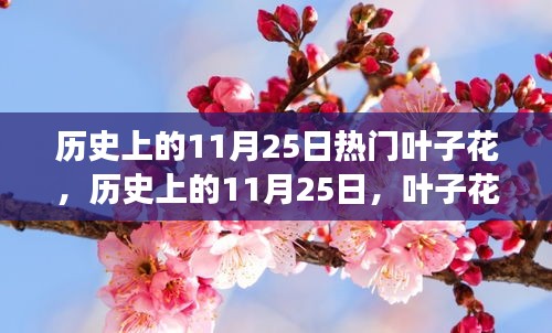 历史上的11月25日，叶子花绽放的力量与自信成就感的启示