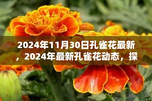 探寻孔雀花盛开之美的秘密，最新动态与盛开动态揭秘（2024年11月30日）