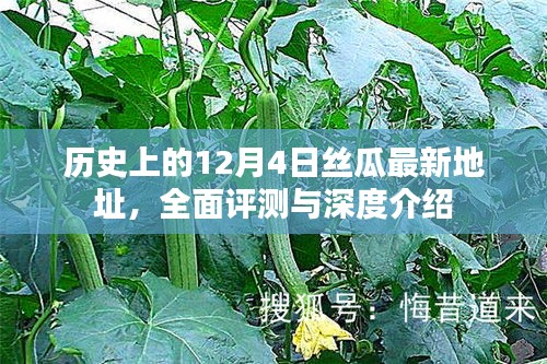 历史上的丝瓜最新地址揭秘，全面评测与深度介绍