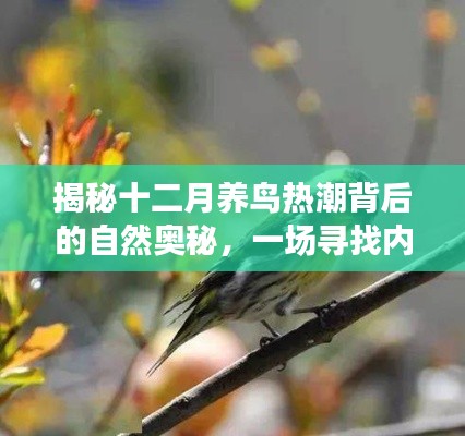 揭秘十二月养鸟热潮背后的奥秘，寻找内心平静的养鸟之旅