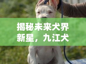 九江犬业种公犬智能科技体验，揭秘未来犬界新星