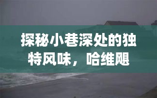 哈维飓风下的隐秘美食天堂，小巷深处的独特风味探秘