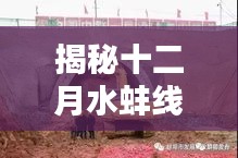 揭秘十二月水蚌线外迁最新动态，热门消息全面解析