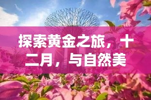 黄金之旅，十二月与自然美景共舞，探寻内心的黄金价值