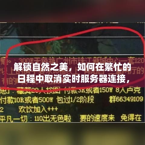 解锁自然之美，如何在忙碌中脱离实时服务器，重拾心灵宁静之旅？