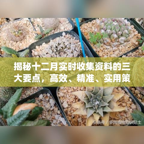 揭秘十二月高效精准收集资料的三大要点与实用策略解析