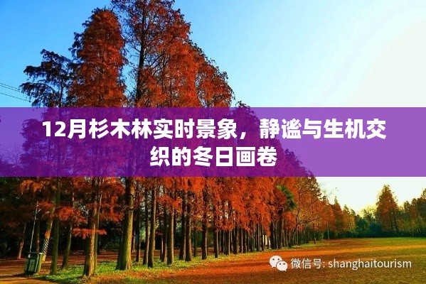 12月杉木林，静谧与生机交织的冬日画卷实时景象