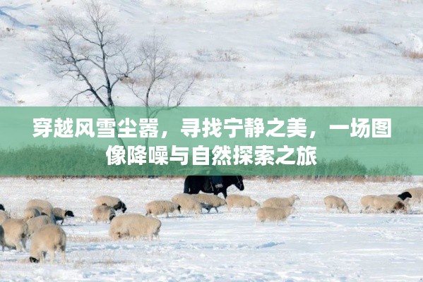 图像降噪与自然探索之旅，穿越风雪尘嚣寻找宁静之美