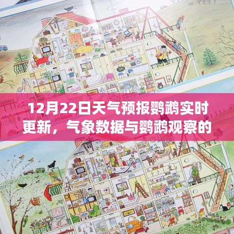 鹦鹉天气预报观察，气象数据与实时解读的双重解读