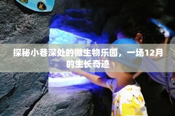 探秘十二月小巷微生物乐园，生长奇迹的秘境之旅