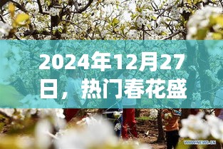 春花盛放之时，探寻网络新风尚绽放之美，2024年12月27日