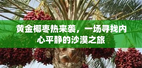 黄金椰枣热潮席卷，沙漠之旅探寻内心平静之道