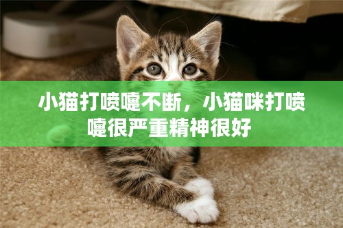 小猫打喷嚏不断，小猫咪打喷嚏很严重精神很好 