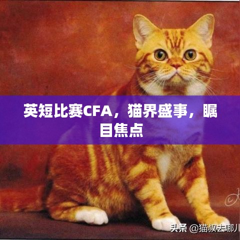 英短比赛CFA，猫界盛事，瞩目焦点