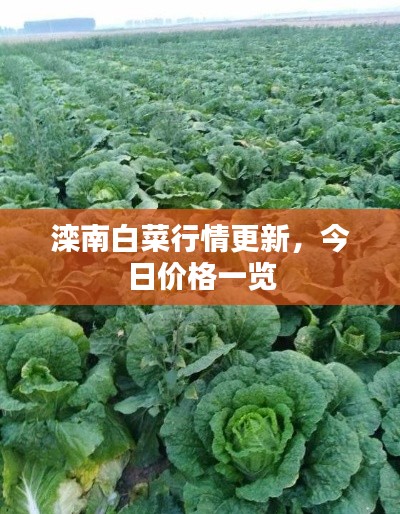 滦南白菜行情更新，今日价格一览