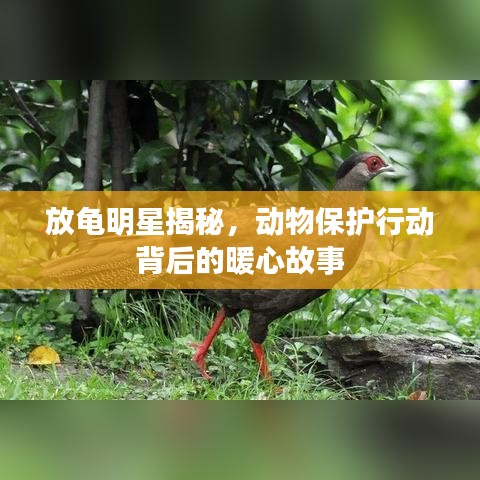 放龟明星揭秘，动物保护行动背后的暖心故事