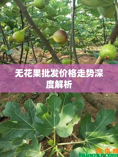 无花果批发价格走势深度解析