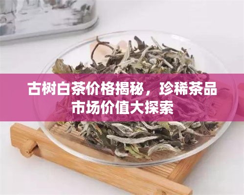 古树白茶价格揭秘，珍稀茶品市场价值大探索