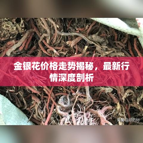 金银花价格走势揭秘，最新行情深度剖析