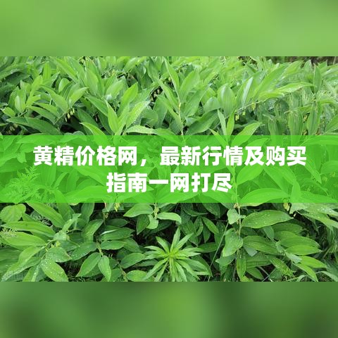 黄精价格网，最新行情及购买指南一网打尽