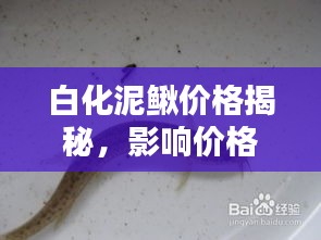 白化泥鳅价格揭秘，影响价格因素大解析