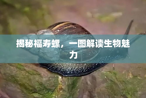 揭秘福寿螺，一图解读生物魅力